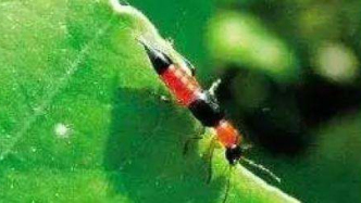 被马蜂蜇伤、蜱虫钻肉里......该如何处理？