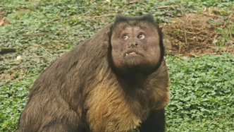 天生一頭黑發、一張國字臉，“人里人氣”的黑帽懸猴“大壯”成動物園頂流