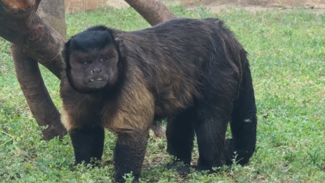 “國(guó)字臉猴”大壯“猴設(shè)”深入人心：會(huì)用石頭開核桃，會(huì)幫老婆帶娃