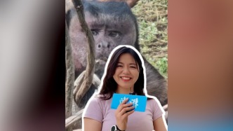 博闻丨丑出圈！带你一起去看合肥野生动物园的“国字脸猴”大壮