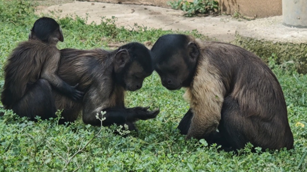 “方脸猴”大壮凭帅气征服了老婆“小美”，组成了幸福的家庭