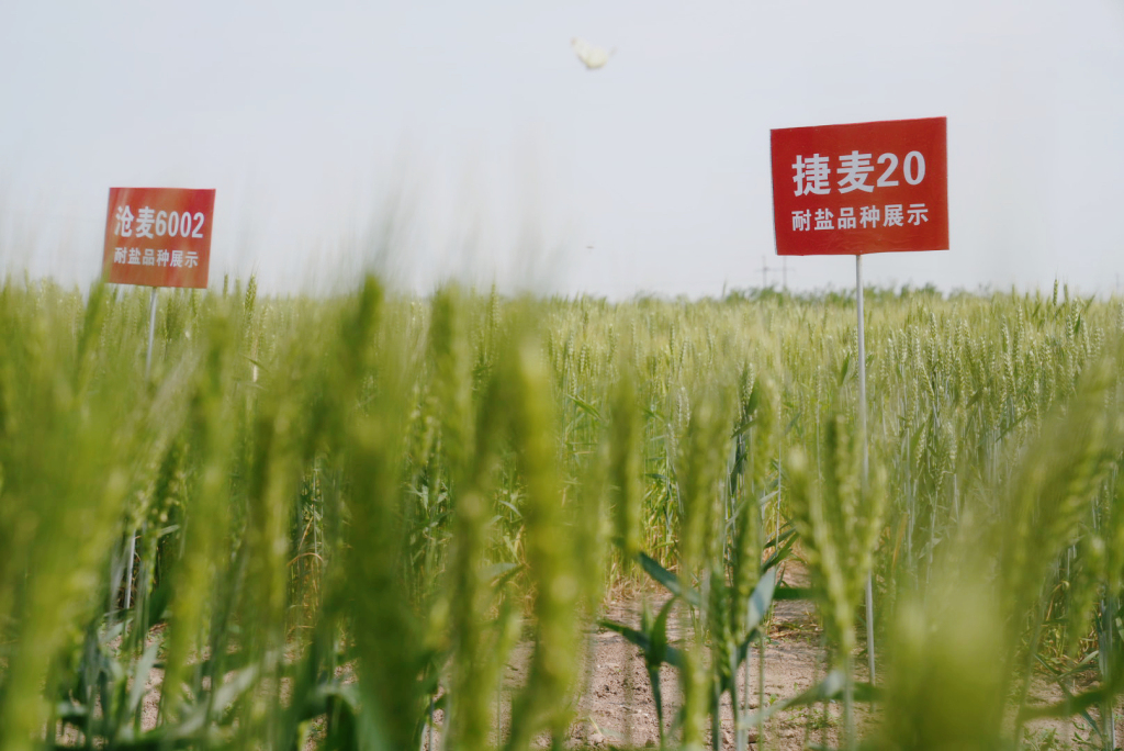 沧州盐碱地“逆天改命”：无用之地变良田，候鸟翔集水草丰美  第2张