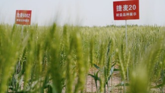 沧州盐碱地“逆天改命”：无用之地变良田，候鸟翔集水草丰美