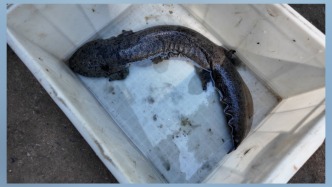 “神秘动物”搁浅，村民报警后5斤重的娃娃鱼获救助