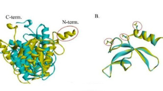 首次公布！中國空間站發(fā)現(xiàn)微生物新物種