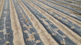 种植耐旱作物、启动备用水源，甘肃各地多举措应对旱情