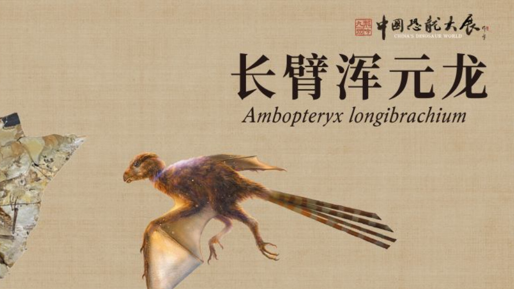 中國恐龍大展來了,三大珍稀恐龍化石開箱搶先看