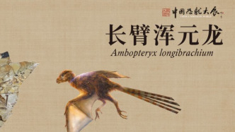 中國恐龍大展來了，三大珍稀恐龍化石開箱搶先看
