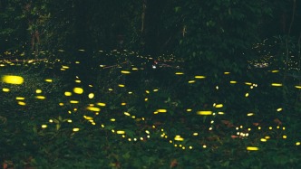 夜读丨为萤火虫哭泣的夜晚