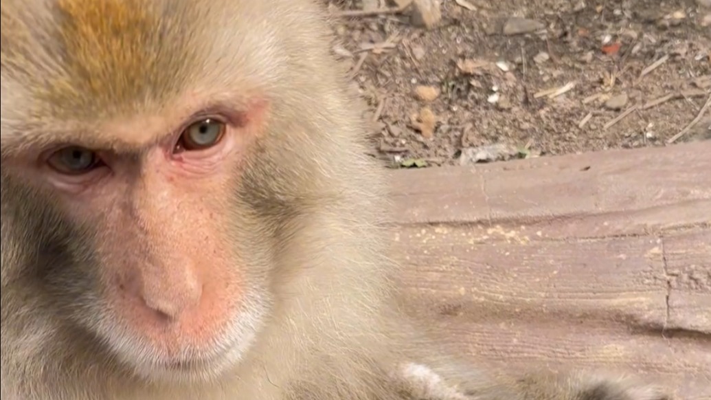 “幫你拔了，不用謝！”女子胳膊扎刺，“猴哥”幫忙全部拔掉