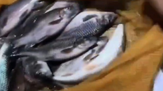 益阳市通报部分河段出现水体颜色异常和死鱼：暂未发现非法排污，死鱼原因正调查