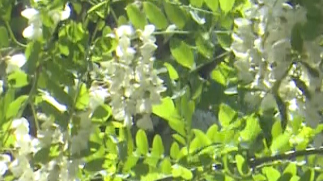 大美中國丨3600畝千畝高山槐花進入盛花期，次第綻放連綿成海