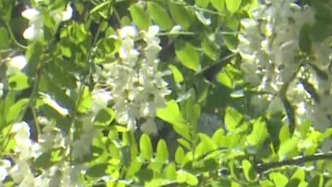 大美中國(guó)丨3600畝千畝高山槐花進(jìn)入盛花期，次第綻放連綿成海