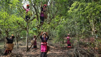 “世界茶树原产地”打通全产业链，茶文旅融合助力西双版纳高质量发展