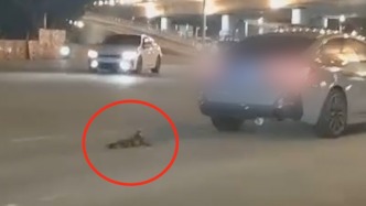 ?？诮诸^一車輛拖行小貓，警方介入