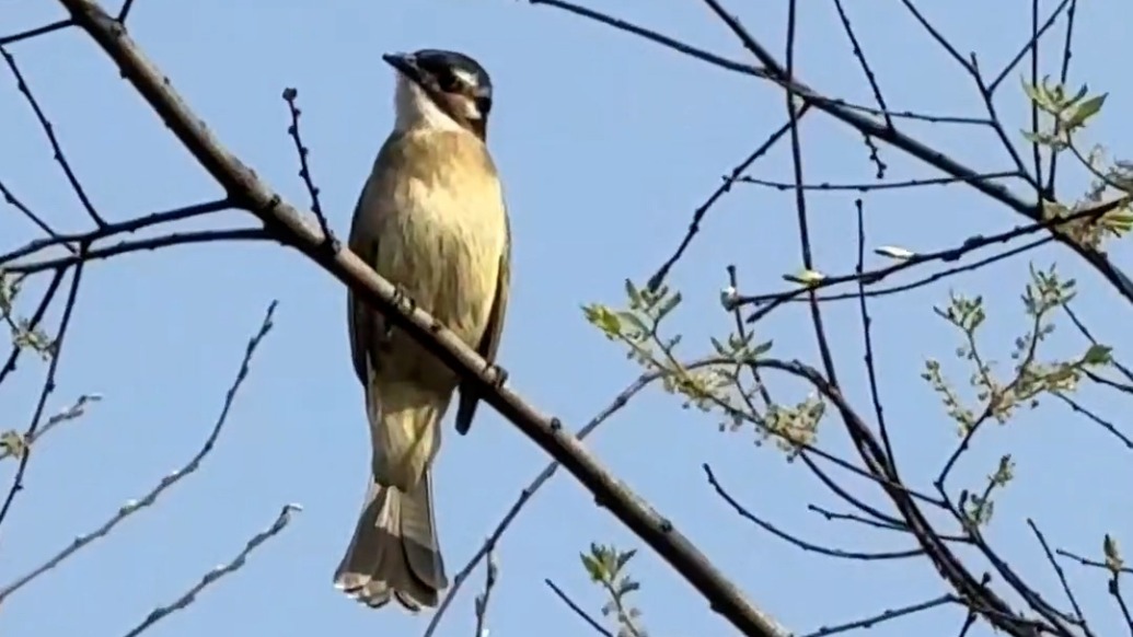 鳥兒飛進我家花園,演員陳龍拍了部環保紀錄片