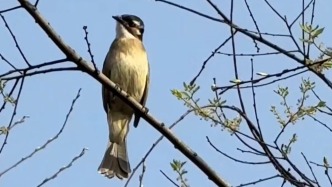 鳥兒飛進我家花園，演員陳龍拍了部環保紀錄片