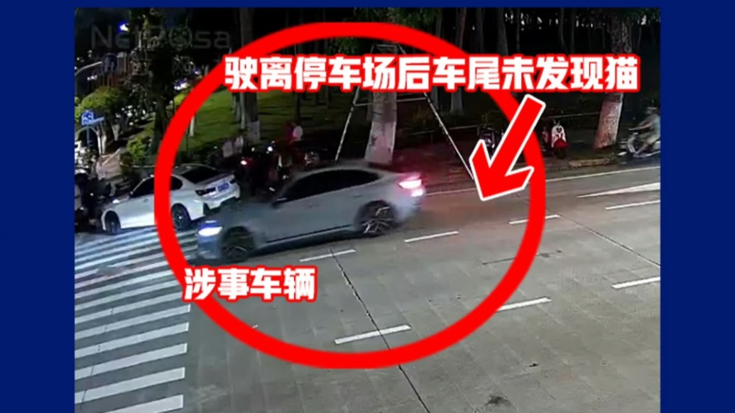 ?？诰酵▓蟆败囕v拖貓事件”：貓鉆入車底，牽引繩末端手柄卡在底盤