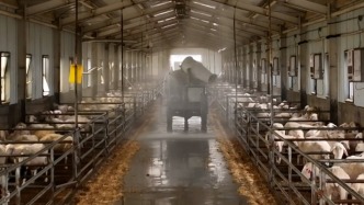 戈壁灘上迎來35°C高溫天氣，新疆和碩多措并舉保障33.2萬頭羊度夏