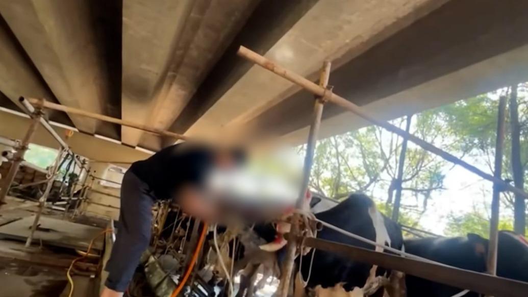 “泉州养殖场给活牛注水输送厦门岛”续：有“前科”的注水男子再次被拘