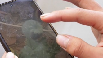 中學生路邊“掃一掃”識罌粟趕緊送派出所，民警表揚：“禁毒小衛士”