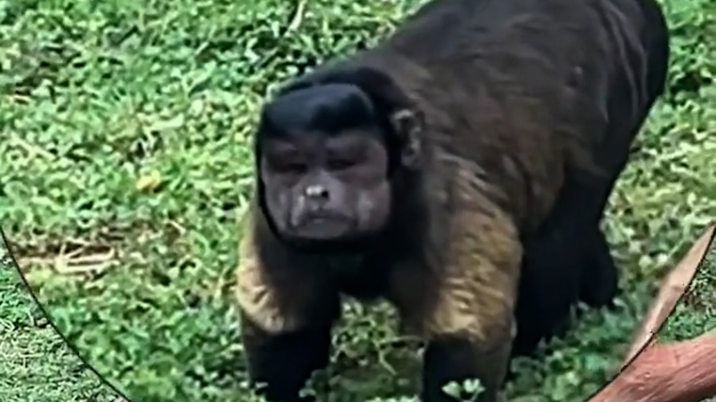 合肥野生動(dòng)物園：網(wǎng)紅方臉猴“大壯”身體不適，正接受治療