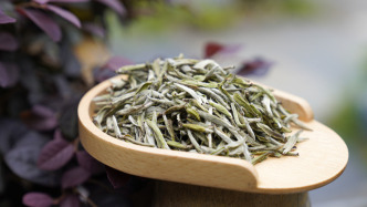 繼烏龍茶之后白茶再破局，中國團隊主導制定國際標準獲進展