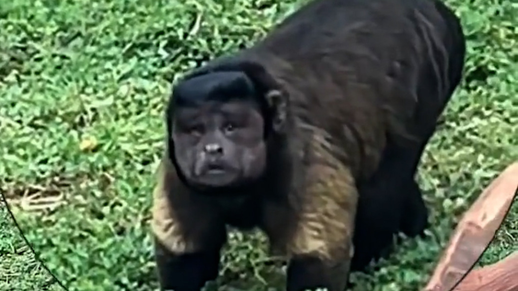 “國字臉猴”大壯突發(fā)疾病離世，曾因丑出圈