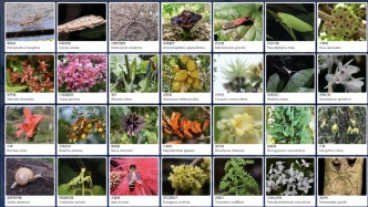 9万余条物种记录向全球开放，中国首个热带生物多样性数字平台发布