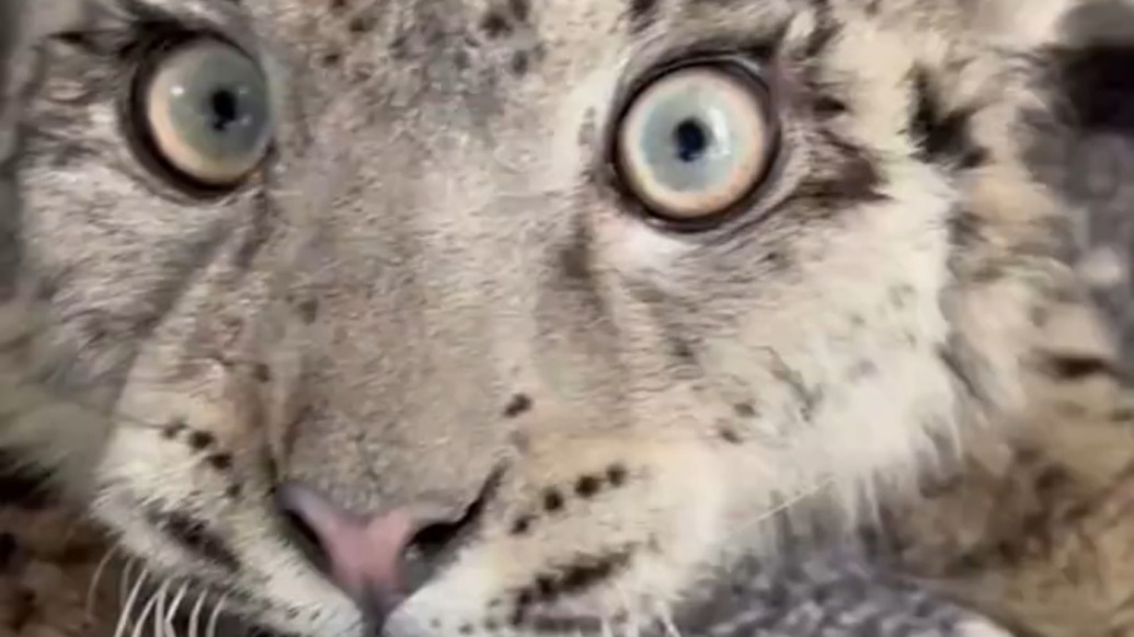 “凌小蛰”状态向好！经过两个多月精心呵护，雪豹幼崽逐渐恢复健康