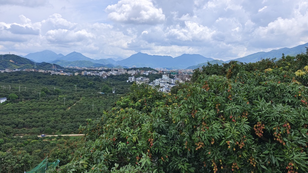 茂名小荔枝做成大产业：守护千年古荔树助农增收，高速服务区成文旅新地标