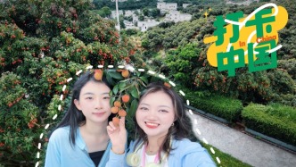 打卡中国｜荔枝成熟“中国荔乡”游客如织，千年荔枝文化有新内涵