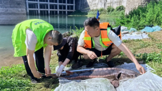 多地鱼类最新监测：鳤20余年首现赣江，泸州一网捞起67条长江鲟