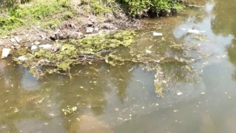 湖南慈利通報溇水長潭河段畜禽養殖污染、養殖場違法排放等調查處置情況