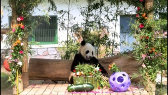 萌！大熊貓“雅吉”11歲生日，動物園送上十斤重竹子蘿卜蛋糕