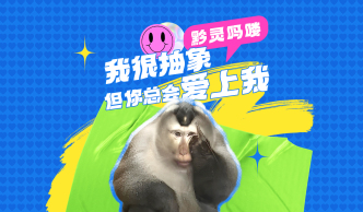 直播丨“對(duì)話”黔靈山頂流嗎嘍“小老費(fèi)”：一猴之力如何帶火一城文旅