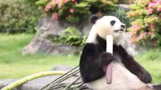 外交部：旅日大熊貓“良浜”將帶3個幼崽6月回國