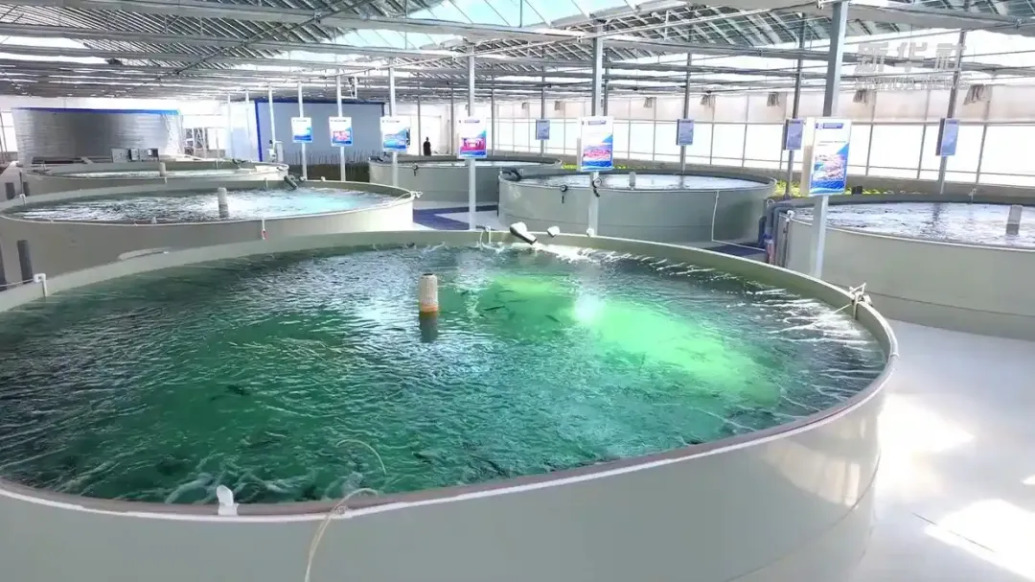 3萬(wàn)尾海鱸魚在沙漠“安家”