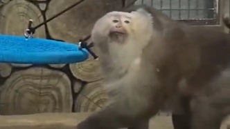 專訪黔靈山“小老費(fèi)”飼養(yǎng)員：我們像兄弟一樣相處，它一看到我就興奮