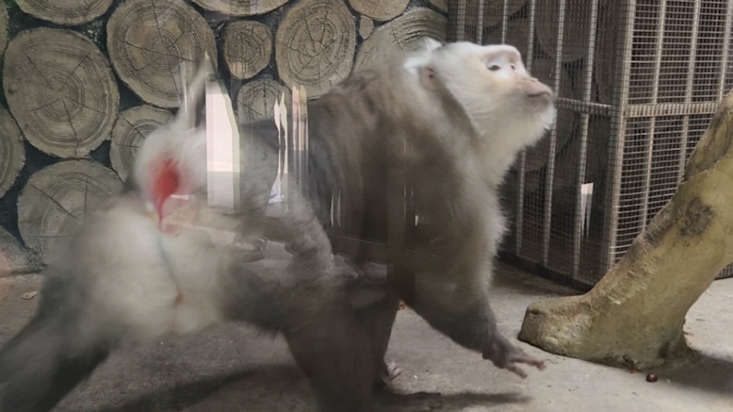 表演型猴格“小老費(fèi)”持續(xù)走紅，游客：它是貴州人的驕傲，外地朋友點(diǎn)名要看