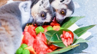 趣看︱舌尖上的動物園：端午限定款“獸粽”來了