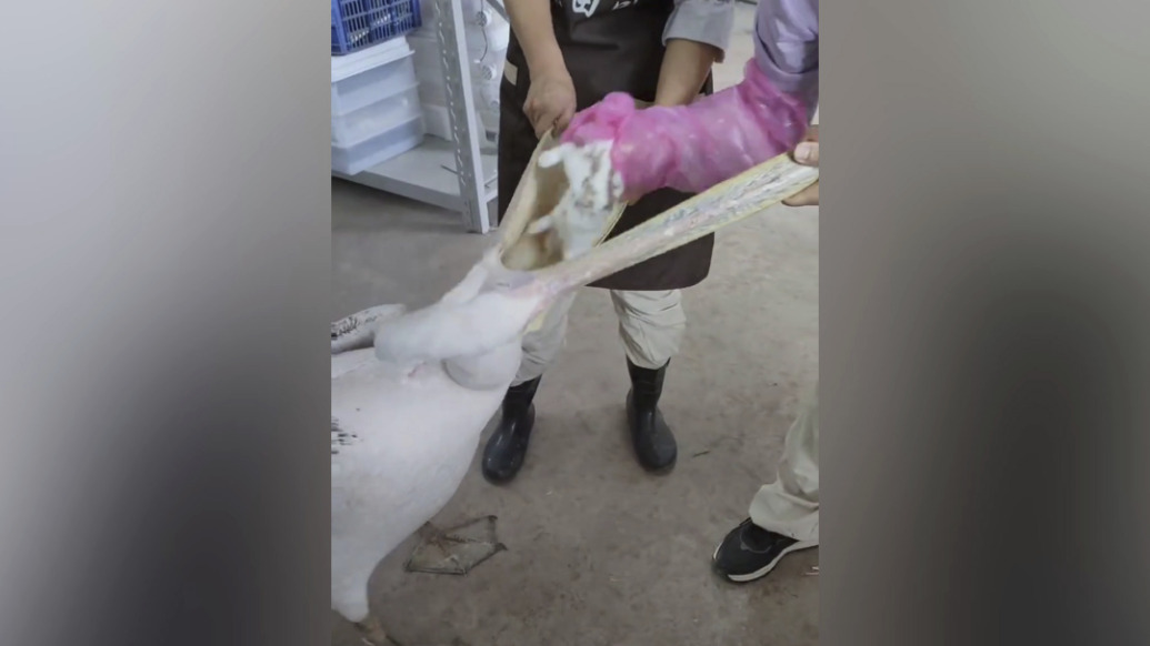 游客目睹鵜鶘吞食“同事”小兔子？游樂(lè)園：已安全取出