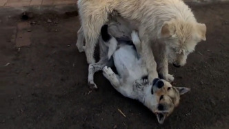 土狗“长毛”因霸气火到国外，主人讲述其称霸之路：不服就干，主要还是智商高