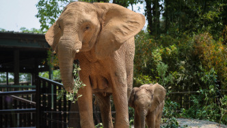 一只非洲象宝宝的自述：我是华东“第一胎”，刚出生体重就超100公斤