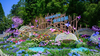近5萬株繡球花綻放，上海濱江森林公園繡球花展開幕