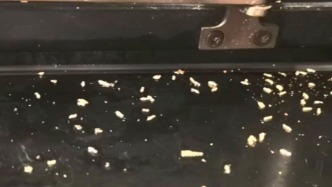 白蟻分飛高峰又要來(lái)了！上海正研究白蟻防治收費(fèi)指導(dǎo)標(biāo)準(zhǔn)
