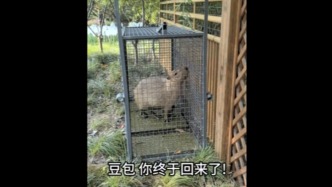 卡皮巴拉“豆包”出逃2個月后回家，園方：離家出走的孩子回來了