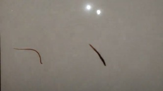 重庆一地村民称饮用水中出现活体线虫，水利站：正在建新水厂