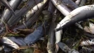 女子为祈福放生2.5万斤外来鲇鱼，被判赔偿5.8万元