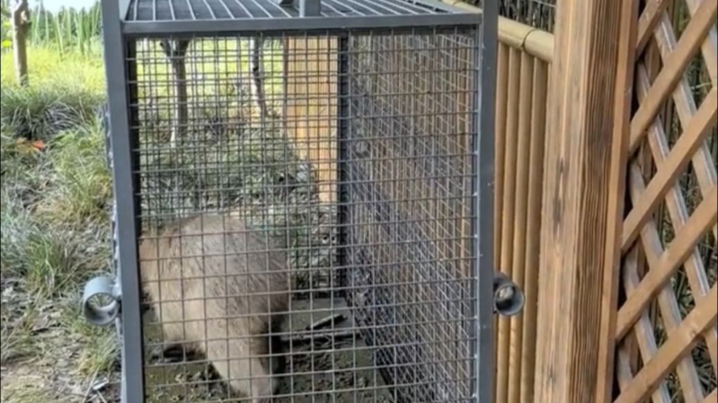 不僅沒瘦還胖了!從動物園出逃兩個月的卡皮巴拉“豆包”終于回家了